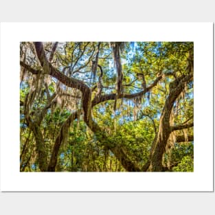 Cumberland Island National Seashore Posters and Art